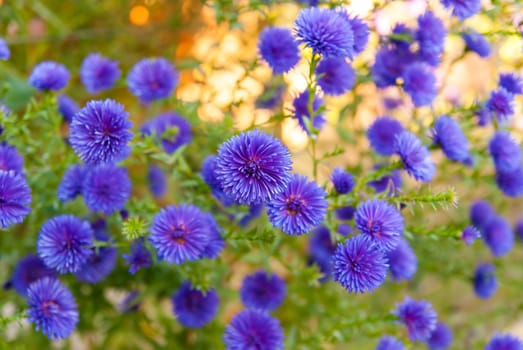 Colorful background bright blue flowers in the garden