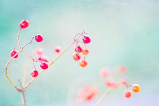 Rowan branch on a light blue background, artwork in painting style