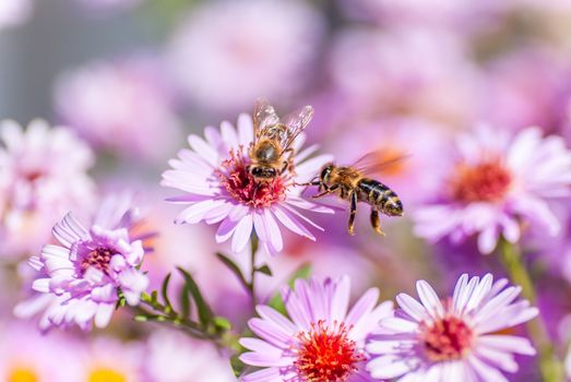 Bee on purple flower collect honey, blurred background