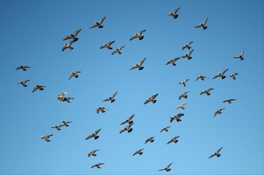 Messenger pigeons in flying formation during a clear blue sky