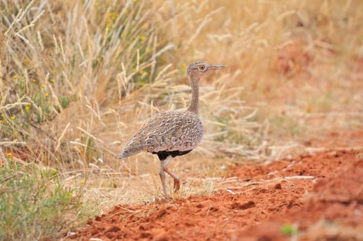 Female Red-crested Korhaan or Red-crested Bustard in the Mokala National Park
