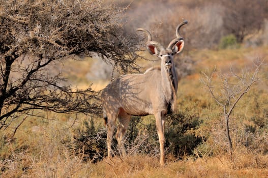 Greater Kudu bull in the Mokala National Park of South Africa
