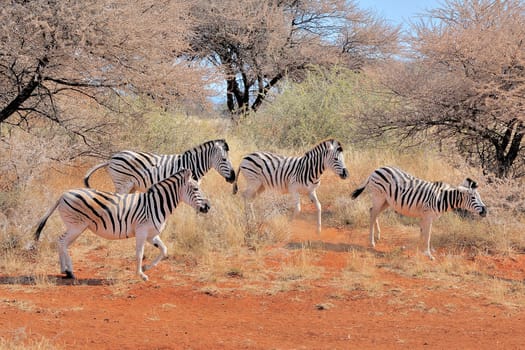 Zebras in the Mokala National Park of South Africa
