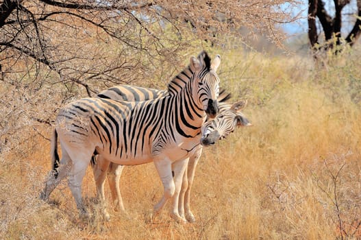 Zebra playing in the Mokala National Park of South Africa
