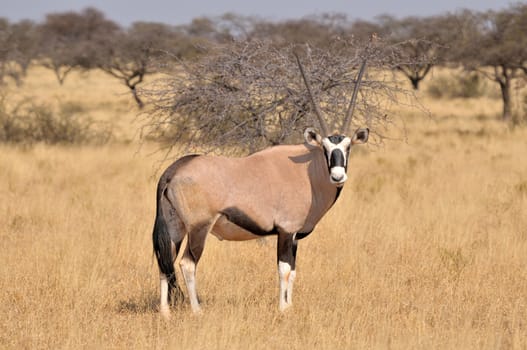 Oryx (Gemsbok) in the Kgalagadi Transfrontier Park, South Africa

