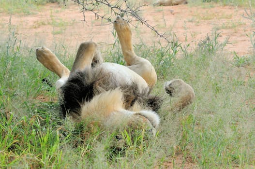 Male lion lying on it's back in the Kgalagadi Transfrontier Park.
