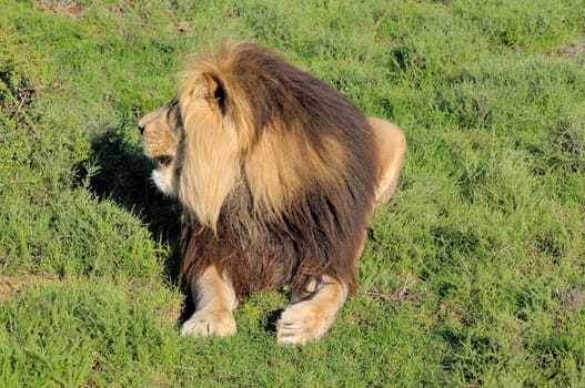 Kalahari lion showing mane in the Kuzuko contractual area of the Addo Elephant National Park in South Africa
