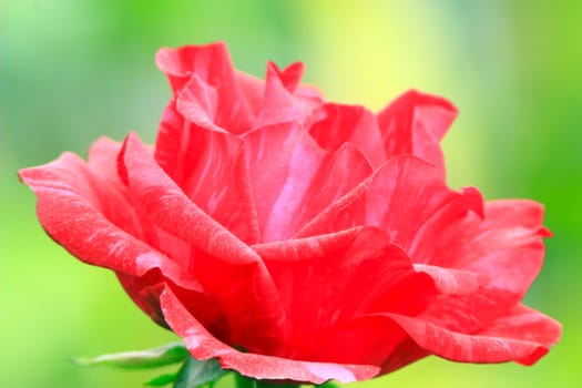 beautiful and tender red rose on the green