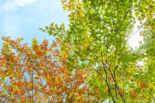 Picture of orange and green leaves with a magical effect