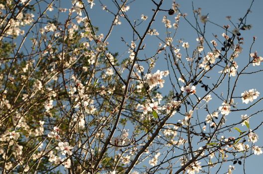 An Almond tree and its flowers illuminated by the morning sun during spring time