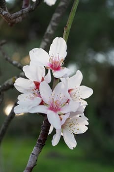 Close-up of a group of Almond Flowers