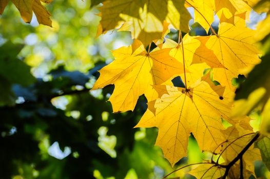 autumn yellow leaves on maple trees branches 