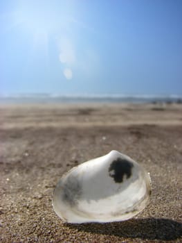 A seashell on the beach sand under the bright sunlight, depicting seaside holidays