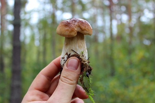 beautiful and little caught in the forest cep in the hand