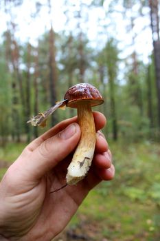 Beautiful mushroom of Boletus badius in human the hand