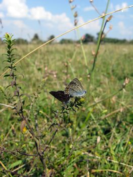 nice butterfly of Silver-studded Blue on the blade