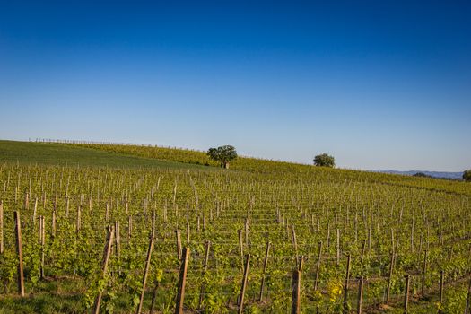 Vineyards panorama from Italy under the blue sky