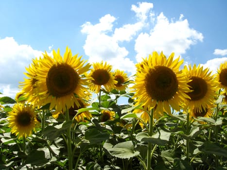 Field with beautiful sunflowers on the blue sky background