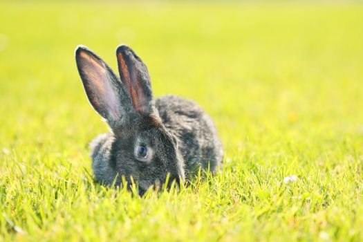 dark gray rabbit lying in a meadow