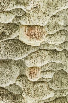 Zelkova tree bark detail, genus of deciduous plant, of elm family Ulmaceae.