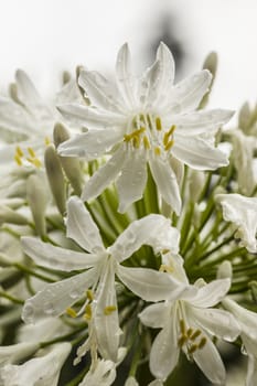 White Allium ornamental flowers in full bloom