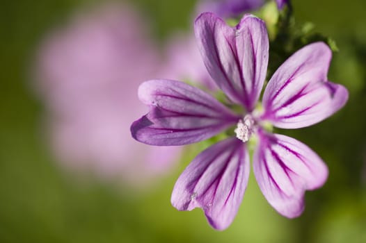 Malva herbaceous annual, biennial, and perennial plants in the family Malvaceae, mallow.