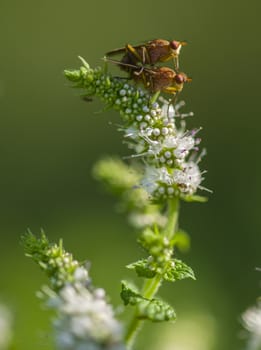 Tiny flies mating on a spyke of white flowers