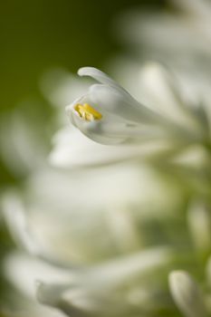 White Allium ornamental flower detail of petals, pistils and stamen