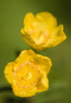 Yellow flowers in full bloom under the sun