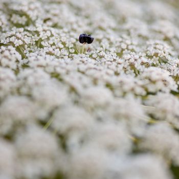 Wild carrot flower detail, Apiaceae, Umbelliferae, celery, parsley family, family of aromatic plants