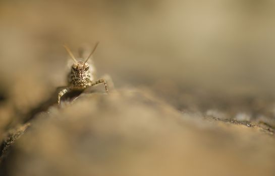 Brown grasshopper camouflaged on hte ground