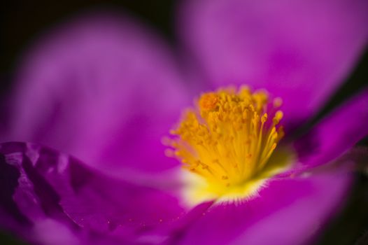 Rock rose purple flower detail with yellow stamen and pistils