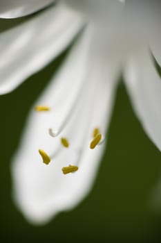 White Allium ornamental flower detail of petals, pistils and stamen