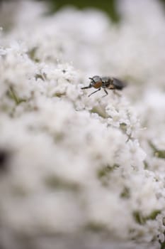 Fly eating nectar from tiny white flowers