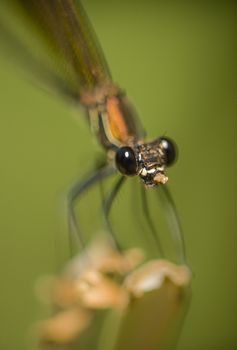 Calopterix female damselfly eating a small insect