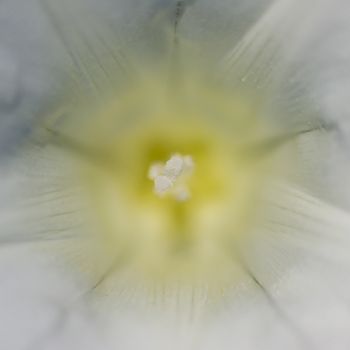 Ipomea flower detail of stamen carrying pollen