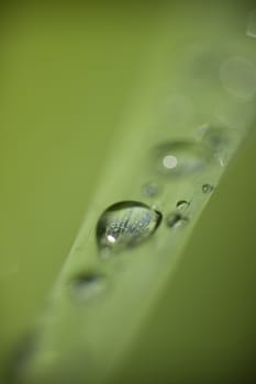 Dew drops on green blade of grass