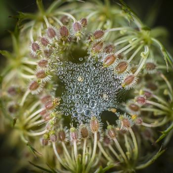 Wild carrot flower detail with spider web and dew drops