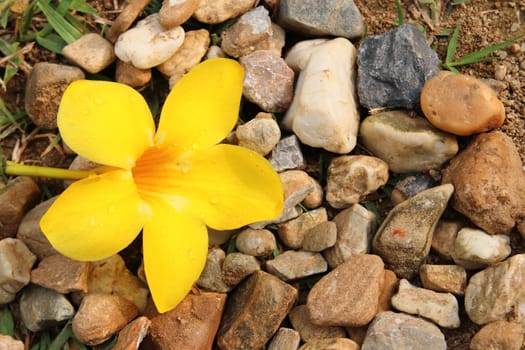 The flower allamanda has fallen on pebbles.