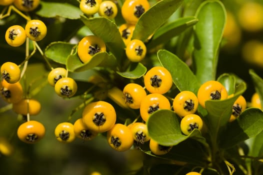 Wild berries among green leaves under the sun