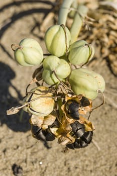 Pancratium maritimum, or sea daffodil seeds and pods, species of bulbous plant native to both sides of the Mediterranean region and Black Sea from Portugal, Morocco and the Canary Islands east to Turkey, Syria, Israel and the Caucasus