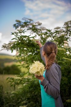 Young woman picking elderflower to make an infusion at home