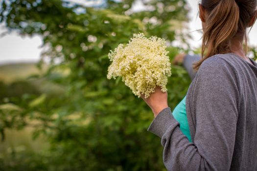 Young woman picking elderflower to make an infusion at home