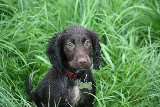 very cute young liver working type cocker spaniel pet gundog puppy