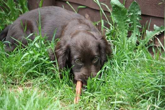 very cute small liver working cocker spaniel pet gundog