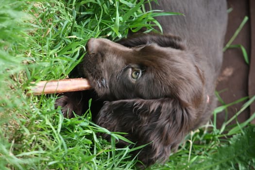 very cute small liver working cocker spaniel pet gundog