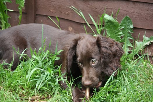 very cute small liver working cocker spaniel pet gundog