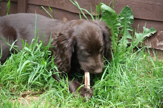 very cute small liver working cocker spaniel pet gundog