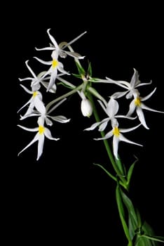 Beautiful white and yellow ground orchid flower, Calanthe leonidii, isolated on a black background