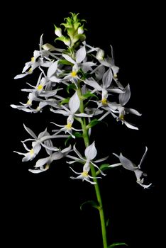 Beautiful white and yellow ground orchid flower, Calanthe leonidii, isolated on a black background